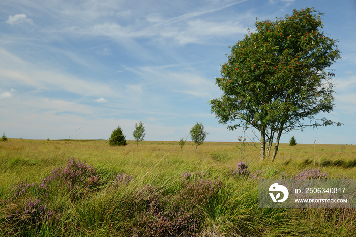 Hohes Venn in Belgium, moor in Europe