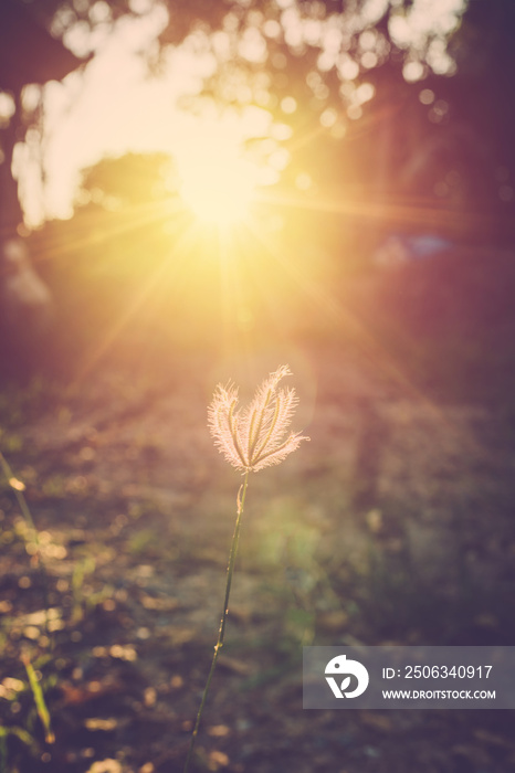 Grass flower with sunset background. vintage filter