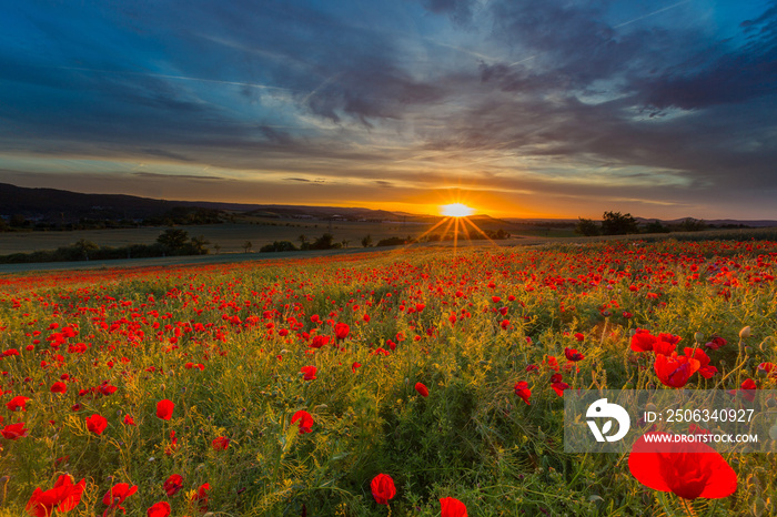 Sonnenuntergang im Mohn