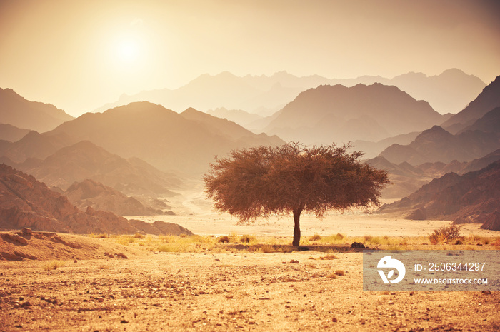 沙漠中的山谷，有一棵带山石和阳光的金合欢树