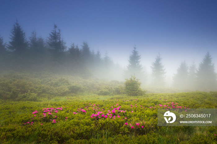 Beautiful landscape in the spring mountains. View of  smoky hills, covered with fresh blossom rodode