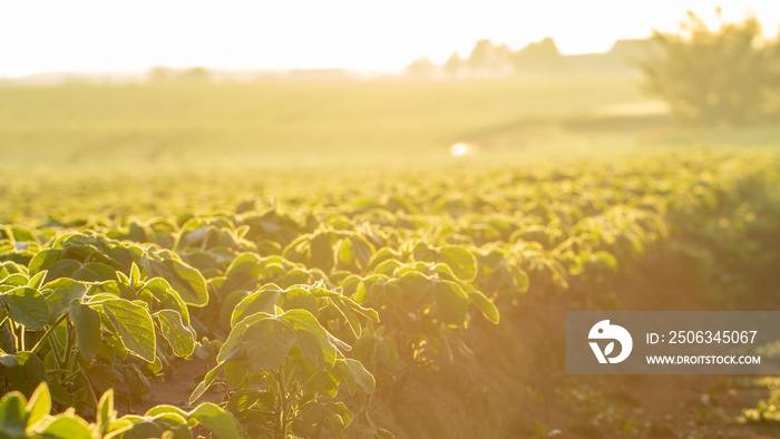 Young soybean shoots on the field in the sun