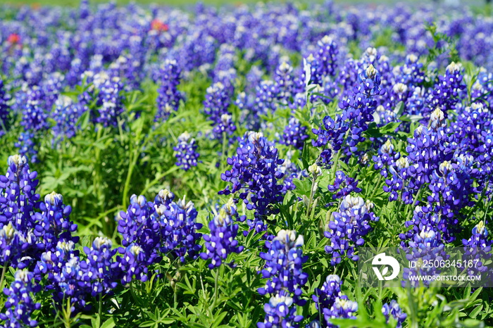 在德克萨斯州丘陵地区的春季，沿着德克萨斯蓝帽子小径观看