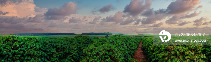 Panoramic of coffee plantation in the early evening