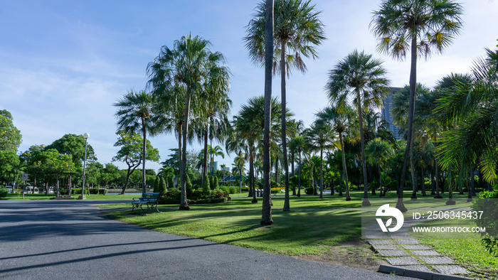热带棕榈园草坪上的公共公园户外走道
