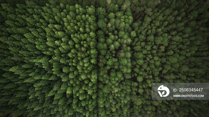 Aerial View of Trees and Plantation