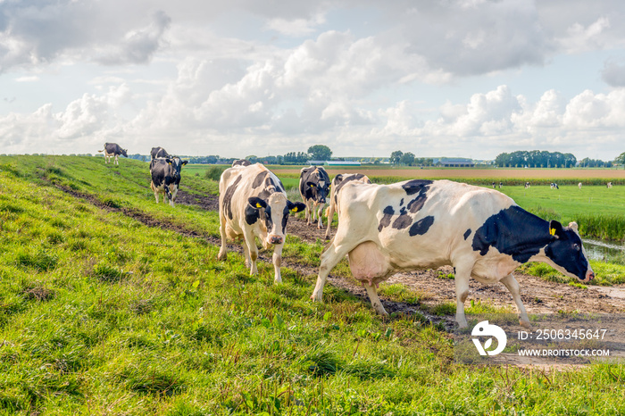 Cows on the way to milking parlor