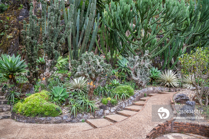 Cactus garden