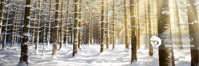 Christmas Holiday Background. Winter sunshine through trees in forest.