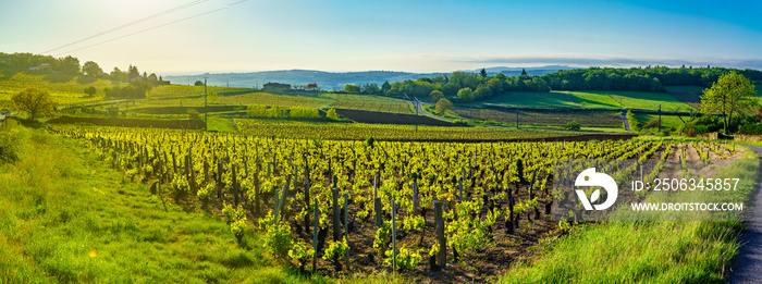 Panoramic landscape at sunrise with vineyards and countryside in Beaujolais