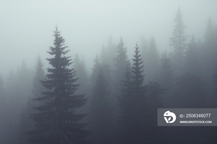 Misty fog in fir forest on mountain