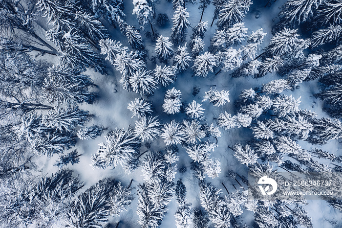 Aerial view of snow covered pine forest in the mountains