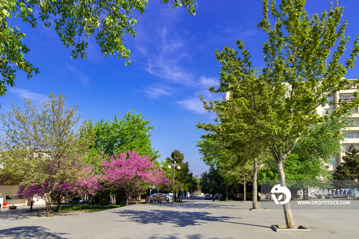 Spring green trees in the city park