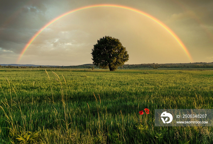 rainbow over the field