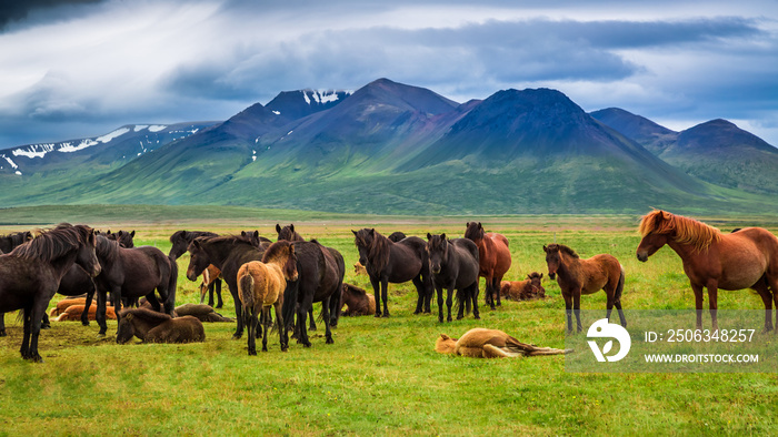 冰岛山区的马群