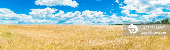 A large golden wheat field. Cumulus on a clear blue sky. Green forest on the horizon. Beautiful natu