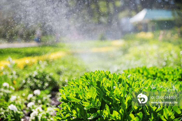 带自动喷水器的美丽景观，用ra喷洒家庭花园的草坪