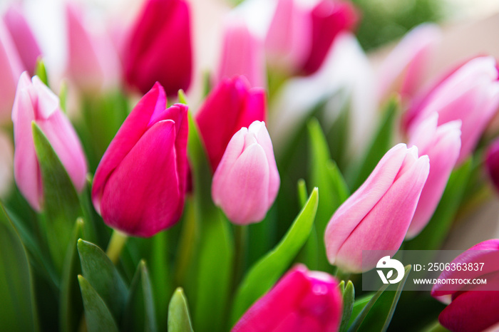 Beautiful tulips bouquet