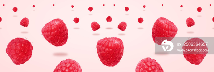Raspberries levitating over pink background, panoramic image, food background with summer berries. C