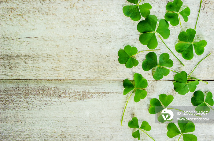 Clover leaves. Shamrock. Selective focus.  