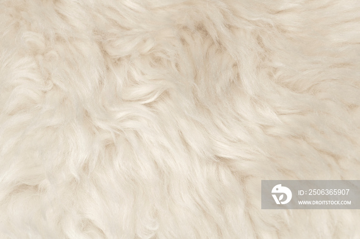 天然动物白毛无缝纹理背景。浅色羊毛。蓬松毛皮的纹理适合d