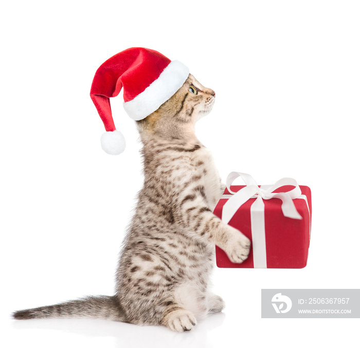 tabby cat in red christmas hat with gift box. isolated on white background