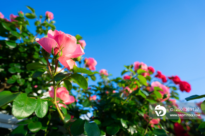 バラの花　屋外イメージ