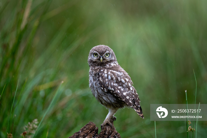 小雨中栖息的小猫头鹰（Athene noctua）