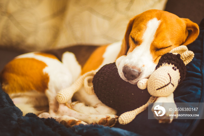 Adorable Beagle dog sleeping with his favorite sheep toy. Canine background. Lazy rainy day on couch