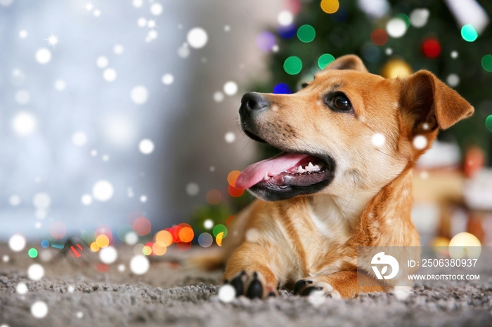 可爱的小狗躺在地毯上，背景是模糊的圣诞树。雪花效果，圣诞明星