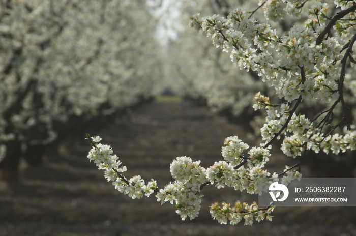 Almond Blossoms on low branch in orchard along the “Blossom Trail”, a yearly self guided tour of the