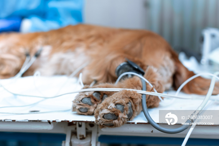 the dog is anesthetized on the operating table in a veterinary clinic