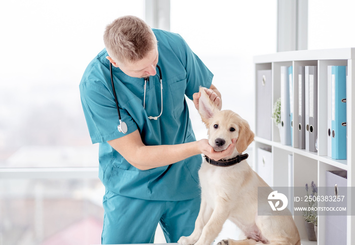 兽医检查寻回犬幼犬