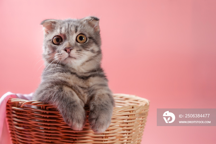 苏格兰折叠猫品种，3个月大，放在篮子里。小苏格兰折叠猫可爱的姜黄色小猫在篮子里