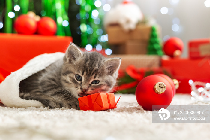 Christmas cat play with gift. Beautiful little tabby kitten, kitty, cat in red Santa Claus hat near 