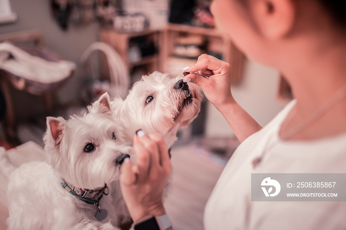 Woman loving pets greatly feeding her cute white dogs