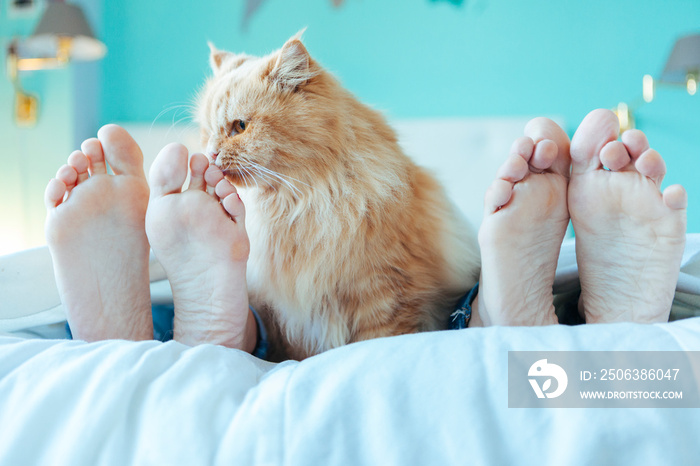 情侣躺在床上，猫夹在脚之间