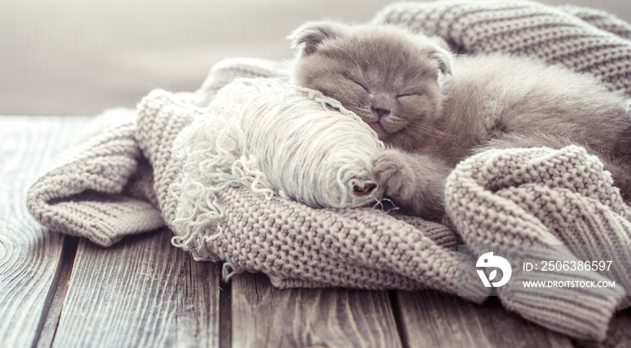 小猫睡在毛衣上