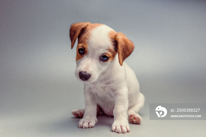 Jack Russell Terrier puppy sitting