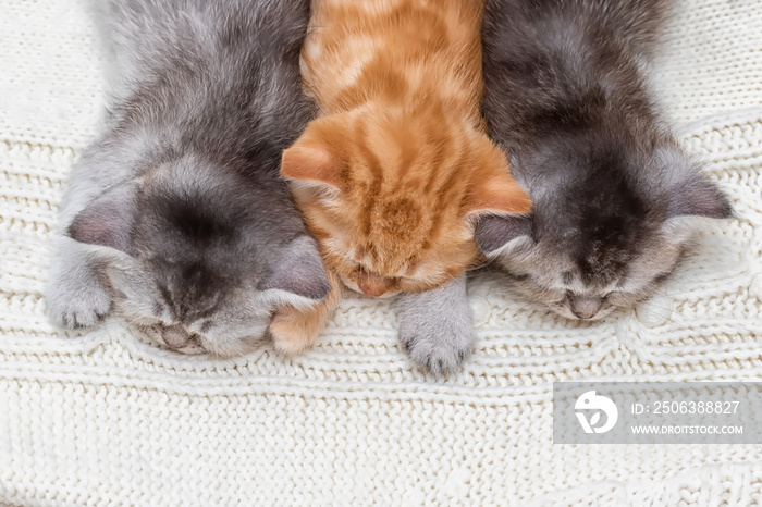 Three British kittens sleep together