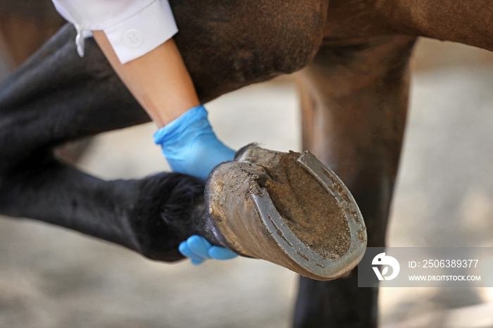 兽医在农场检查马匹，特写