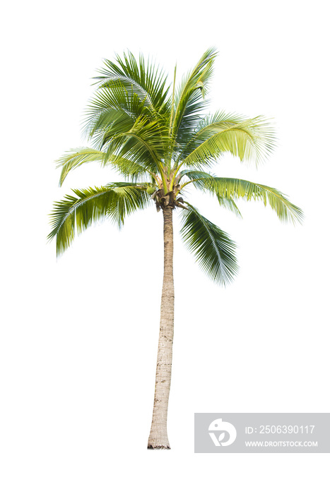 Coconut tree on white background