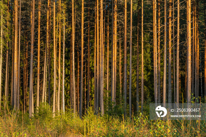 Pine and fir forest in yellow evening sunlight