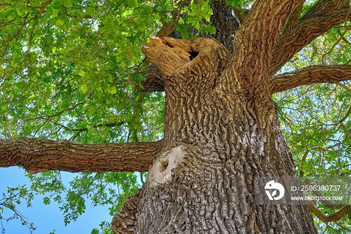 Big old oak tree