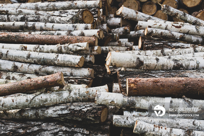 wood background cut trees Wood texture cut birch logs. Firewood