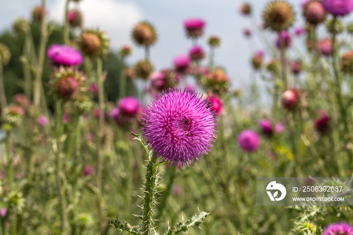 Beautiful purple thistle flower. Pink flower burdock. Burdock flower spiny close up. Flowering medic