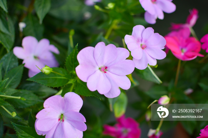 Impatiens walleriana pink flowers