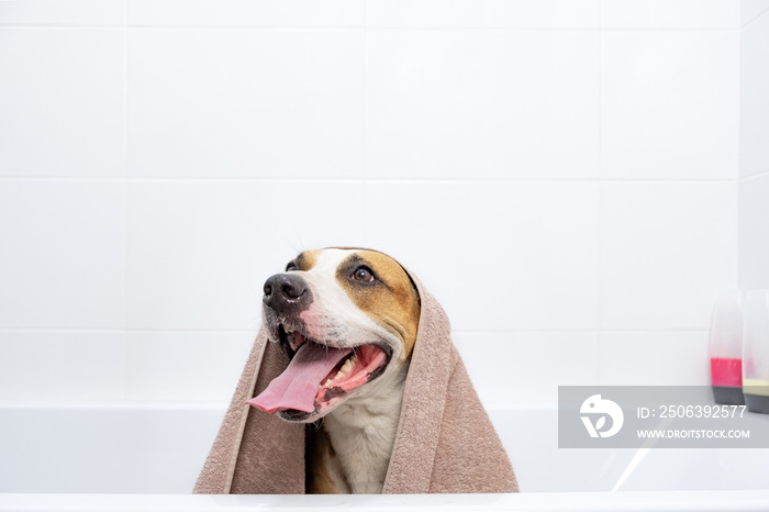 Portrait of a dog in a bathtub wrapped in a towel. Giving a bath to home pets concept: funny dog cov
