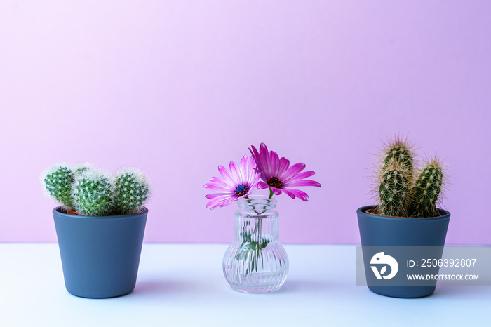 Zwei grüne Kakteen und rosa Blumen in einer Glas Vase vor einem pinken Hintergrund, Gegensätze