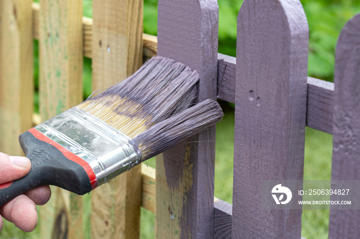 一名男子在花园里用紫色木渍和刷子粉刷木制尖桩围栏